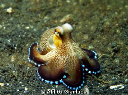 giottopus.... by Afflitti Gianluca 